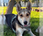 APPLEJACK - Female German Shepherd Dog Dog for Adoption - Small photo