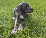 Small #3 Great Dane