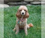Small Photo #1 Cavapoo Puppy For Sale in KINZERS, PA, USA