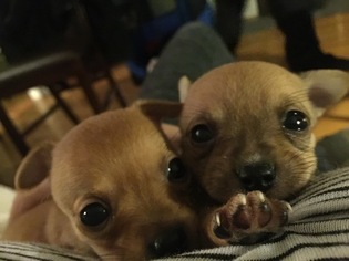 Chihuahua Puppy for sale in WOBURN, MA, USA