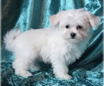Small #2 Maltese