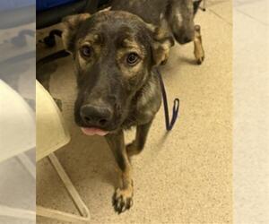 German Shepherd Dog-Unknown Mix Dogs for adoption in Bakersfield, CA, USA