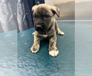 Siberian Husky-Unknown Mix Dogs for adoption in Mobile, AL, USA