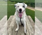 Helen - Female Australian Shepherd-Unknown Mix Dog for Adoption - Small photo