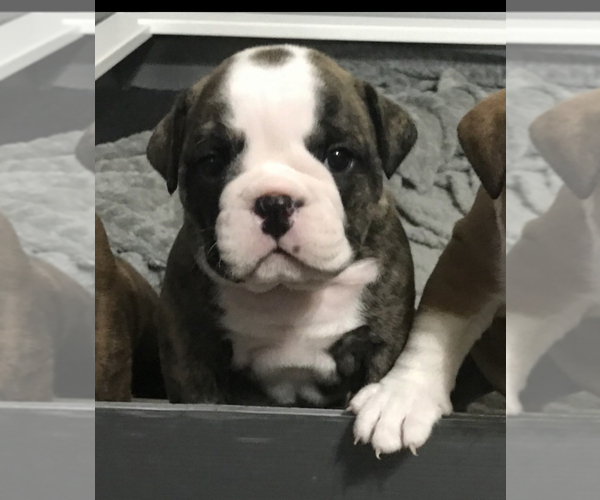Medium Photo #3 Bulldog Puppy For Sale in OAK RIDGE N, TX, USA