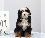 Small #2 Bernedoodle (Miniature)