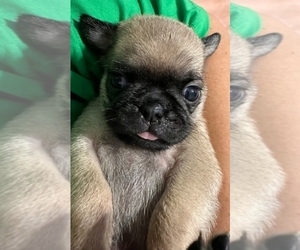 Pug Puppy for sale in NEEDHAM, MA, USA