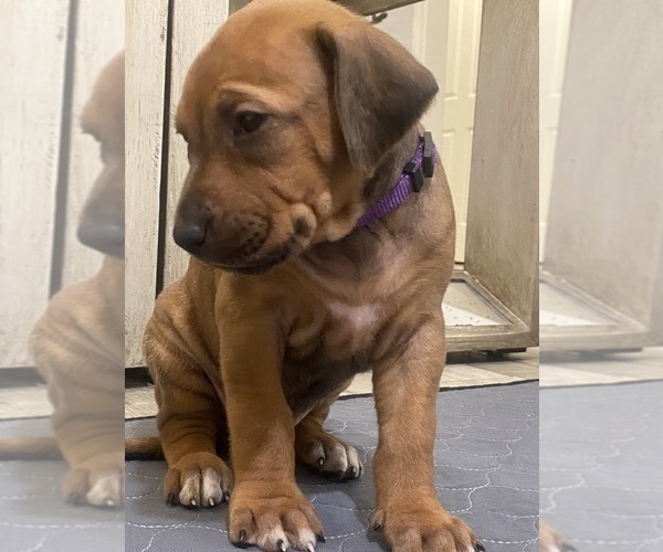 Medium Photo #40 Rhodesian Ridgeback Puppy For Sale in KELLER, TX, USA