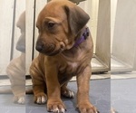Small Photo #40 Rhodesian Ridgeback Puppy For Sale in KELLER, TX, USA