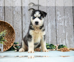 Puppy Tundra Siberian Husky