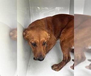 Golden Retriever-Unknown Mix Dogs for adoption in Houston, TX, USA