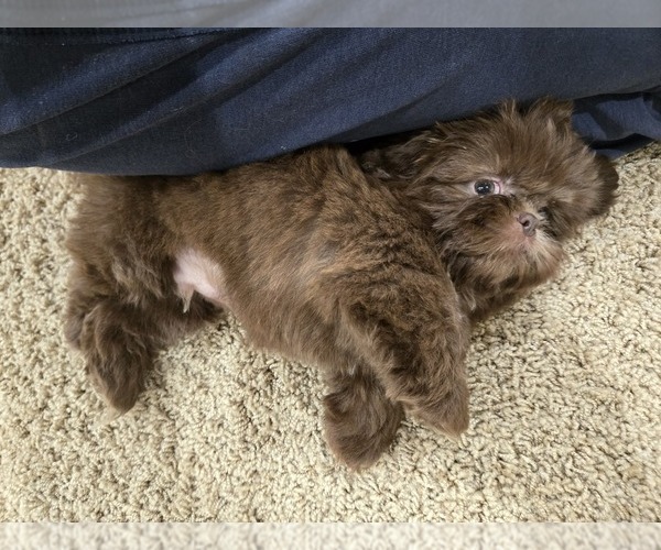 Medium Photo #15 Shih Tzu Puppy For Sale in CARLYLE, IL, USA