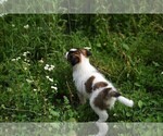 Small Photo #21 Collie Puppy For Sale in PARIS, MI, USA