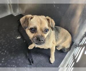 Chihuahua-Unknown Mix Dogs for adoption in San Antonio, TX, USA