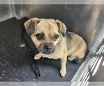 Small Chihuahua Mix