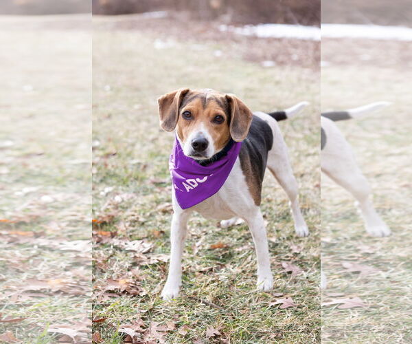 Medium Photo #2 Beagle Puppy For Sale in Crete, IL, USA