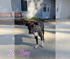 German Shepherd Dog-Unknown Mix Dogs for adoption in Port Clinton, OH, USA