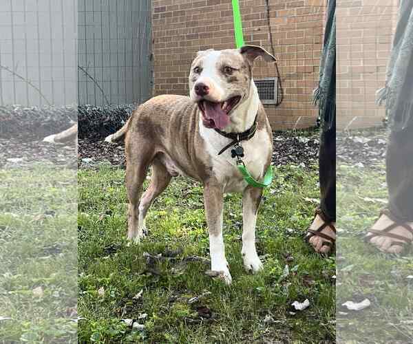 Medium Photo #4 American Pit Bull Terrier Puppy For Sale in Crandall, GA, USA