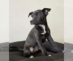 Small #6 Chihuahua-Labrador Retriever Mix