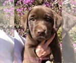 Small Photo #2 Labrador Retriever Puppy For Sale in SYLVA, NC, USA