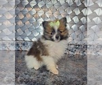 Small Photo #3 Pomeranian Puppy For Sale in GOSHEN, IN, USA