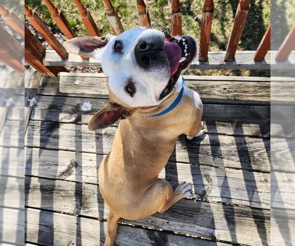 Medium Photo #2 American Pit Bull Terrier Puppy For Sale in Minneapolis, MN, USA
