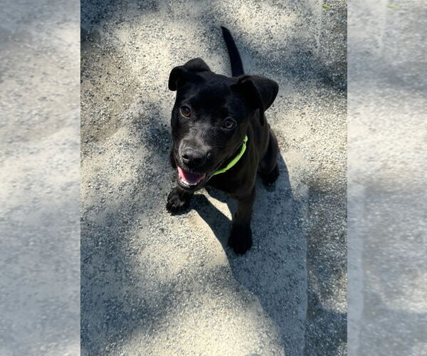 Medium Photo #7 Labrador Retriever-Unknown Mix Puppy For Sale in Brewster, NY, USA
