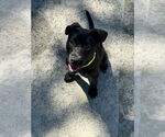 Small #6 Labrador Retriever Mix