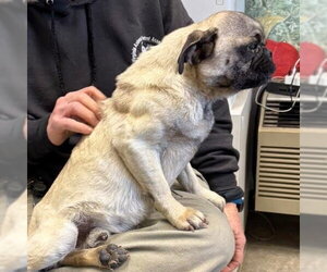 Pugsley: Not At shelter (Glenn) - Male Pug Dog for Adoption - Photo #5