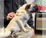 Small #4 Pug