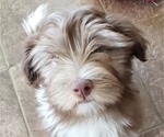 Small Photo #1 Havanese Puppy For Sale in WASHINGTON, PA, USA