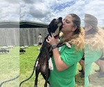 Small #1 American Staffordshire Terrier