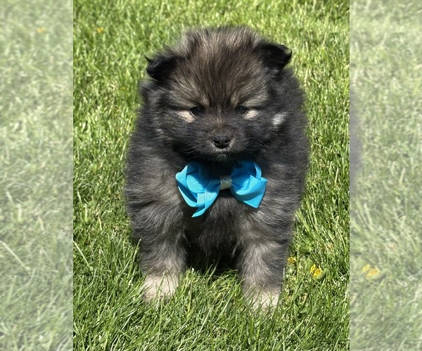 Medium Photo #8 Pomeranian Puppy For Sale in ROCK STREAM, NY, USA