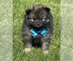 Small #7 Pomeranian