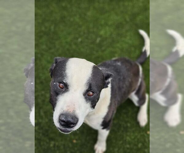 Medium Photo #4 Mutt Puppy For Sale in Rockwall, TX, USA