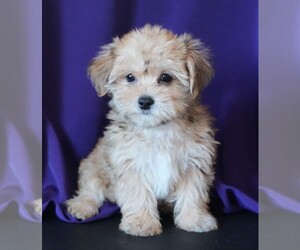 Morkie Puppy for sale in ROCK VALLEY, IA, USA