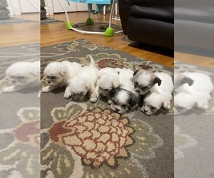 Mal-Shi Puppy for sale in DINWIDDIE, VA, USA