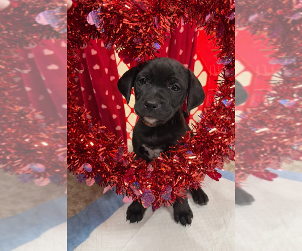 Medium Photo #1 Golden Retriever-Unknown Mix Puppy For Sale in Wenonah, NJ, USA