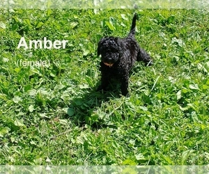Poodle (Miniature)-Sheepadoodle Mix Puppy for sale in CHARDON, OH, USA
