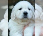 Small Photo #1 Golden Retriever Puppy For Sale in BLOUNTVILLE, TN, USA