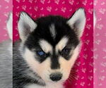 Puppy Angel Siberian Husky