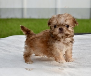 Shih Tzu Puppy for sale in PALM COAST, FL, USA