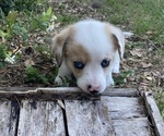 Small Photo #4 American Corgi Puppy For Sale in BRANDON, FL, USA
