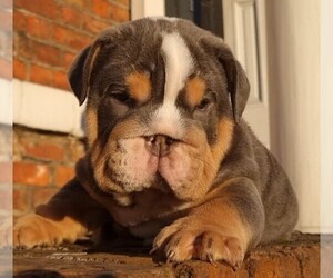 English Bulldog Dog for Adoption in Guisborough, North Yorkshire (England) United Kingdom