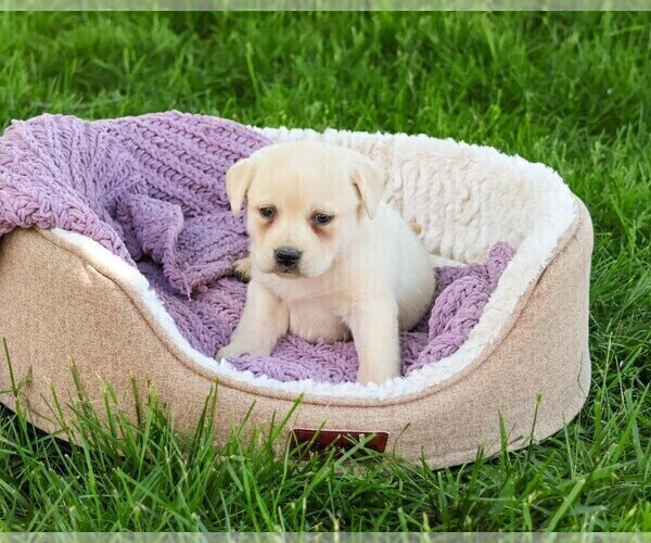 Medium Photo #12 Labrador Retriever Puppy For Sale in SYRACUSE, IN, USA
