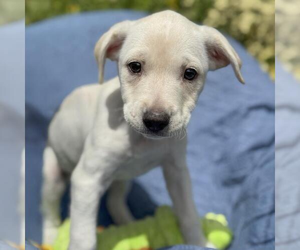 Medium Photo #3 Colonial Cocker Spaniel-Unknown Mix Puppy For Sale in San Diego, CA, USA