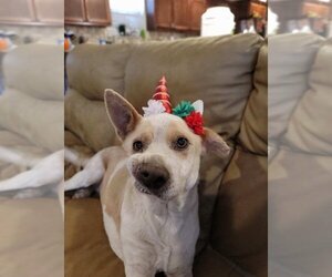 Ginger - Female Mutt Dog for Adoption - Photo #3