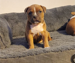 Small Photo #5 American Bully Puppy For Sale in PHOENIX, AZ, USA