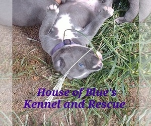 American Pit Bull Terrier Puppy for Sale in DELAWARE, Ohio USA