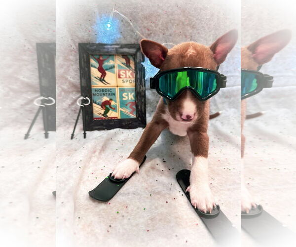 Medium Photo #6 Mutt Puppy For Sale in New London, WI, USA